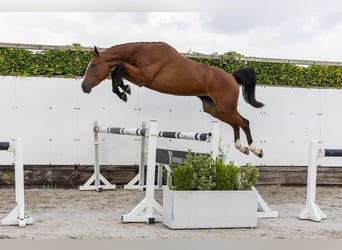 Zangersheider, Mare, 3 years, 16,2 hh, Brown