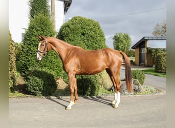 Zangersheider, Mare, 3 years, 16,2 hh, Chestnut-Red