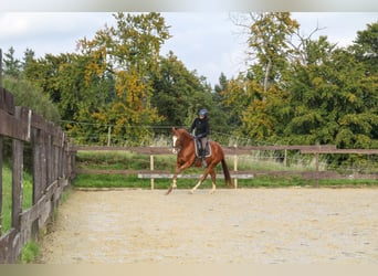 Zangersheider, Mare, 3 years, 16,2 hh, Chestnut-Red