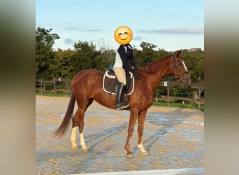 Zangersheider, Mare, 3 years, 16,2 hh, Chestnut-Red
