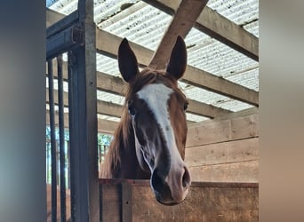 Zangersheider, Mare, 3 years, 16,2 hh, Chestnut-Red