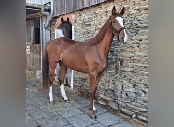 Zangersheider, Mare, 3 years, 16,2 hh, Chestnut-Red
