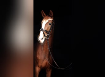 Zangersheider, Mare, 3 years, 16,2 hh, Chestnut-Red
