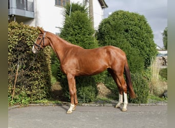 Zangersheider, Mare, 3 years, 16,2 hh, Chestnut-Red
