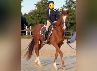 Zangersheider, Mare, 3 years, 16,2 hh, Chestnut-Red