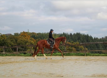 Zangersheider, Mare, 3 years, 16,2 hh, Chestnut-Red
