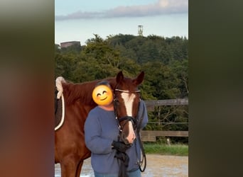 Zangersheider, Mare, 3 years, 16,2 hh, Chestnut-Red