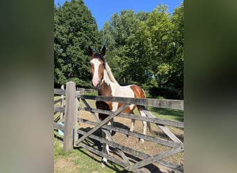 Zangersheider, Mare, 3 years, 16,2 hh, Pinto