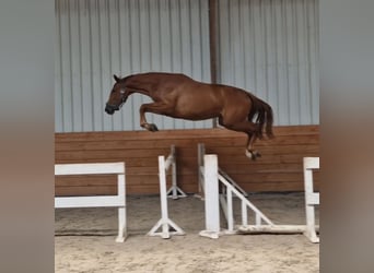Zangersheider, Mare, 3 years, Chestnut-Red