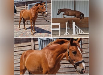 Zangersheider, Mare, 3 years, Chestnut-Red