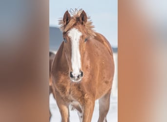 Zangersheider, Mare, 3 years