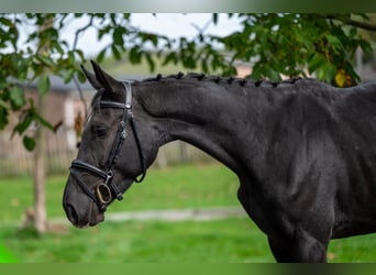 Zangersheider, Mare, 4 years, 15.1 hh, Black