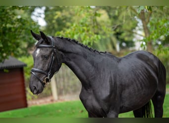 Zangersheider, Mare, 4 years, 15.1 hh, Black