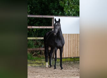 Zangersheider, Mare, 4 years, 15.1 hh, Black