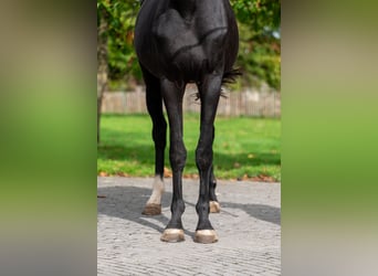Zangersheider, Mare, 4 years, 15.1 hh, Black