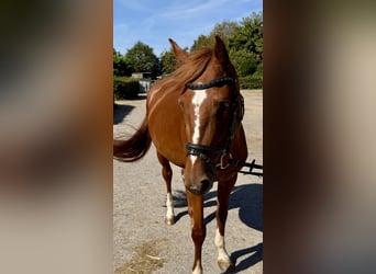 Zangersheider, Mare, 4 years, 15.1 hh, Chestnut-Red Zangersheider, Mare, 4 years, 15.1 hh, Chestnut-Red