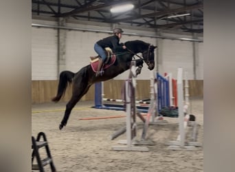 Zangersheider, Mare, 4 years, 15.2 hh, Black