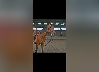 Zangersheider, Mare, 4 years, 15,2 hh, Brown