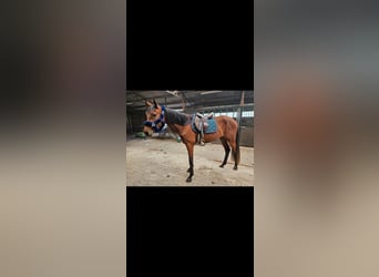 Zangersheider, Mare, 4 years, 15,2 hh, Brown