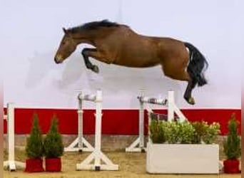 Zangersheider, Mare, 4 years, 15,2 hh, Brown