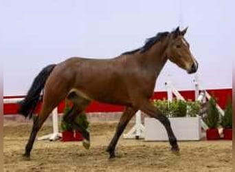 Zangersheider, Mare, 4 years, 15,2 hh, Brown