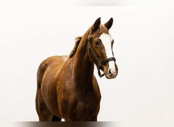 Zangersheider, Mare, 4 years, 15,2 hh, Brown