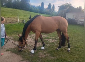 Zangersheider, Mare, 4 years, 15.2 hh, Buckskin