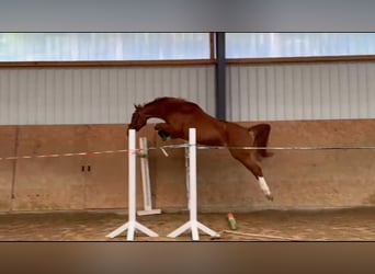 Zangersheider, Mare, 4 years, 15.2 hh, Chestnut-Red