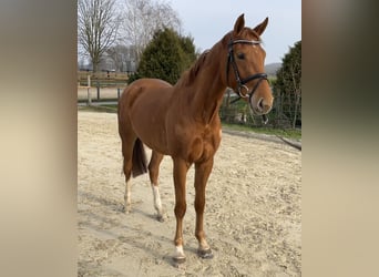 Zangersheider, Mare, 4 years, 15,2 hh, Chestnut-Red