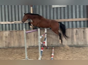 Zangersheider, Mare, 4 years, 15.3 hh, Brown Zangersheider, Mare, 4 years, 15.3 hh, Brown