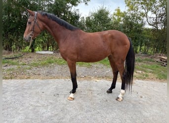 Zangersheider, Mare, 4 years, 15.3 hh, Brown Zangersheider, Mare, 4 years, 15.3 hh, Brown