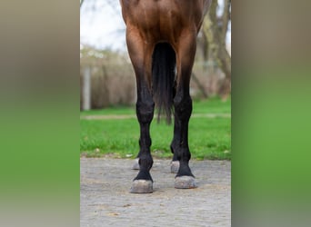 Zangersheider, Mare, 4 years, 15.3 hh