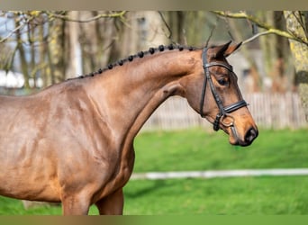 Zangersheider, Mare, 4 years, 15.3 hh