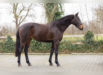 Zangersheider, Mare, 4 years, 15.3 hh