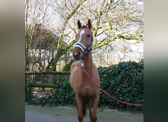 Zangersheider, Mare, 4 years, 15 hh, Chestnut-Red