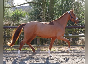 Zangersheider, Mare, 4 years, 15 hh, Chestnut-Red