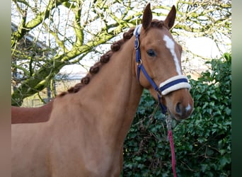 Zangersheider, Mare, 4 years, 15 hh, Chestnut-Red