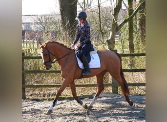 Zangersheider, Mare, 4 years, 15 hh, Chestnut-Red