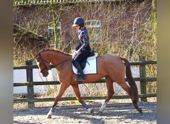 Zangersheider, Mare, 4 years, 15 hh, Chestnut-Red