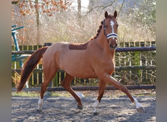 Zangersheider, Mare, 4 years, 15 hh, Chestnut-Red