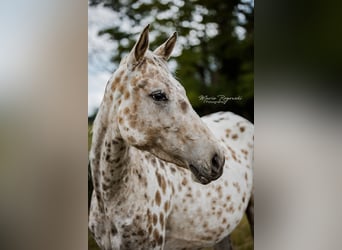 Zangersheider, Mare, 4 years, 15 hh, Leopard-Piebald