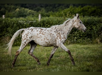 Zangersheider, Mare, 4 years, 15 hh, Leopard-Piebald