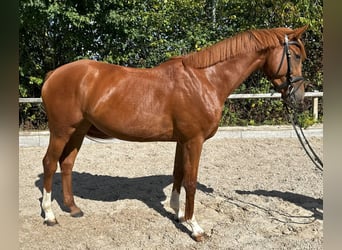 Zangersheider, Mare, 4 years, 15,1 hh, Chestnut-Red