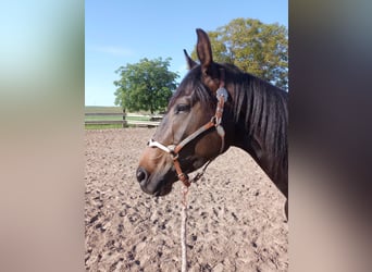 Zangersheider, Mare, 4 years, 15,2 hh, Brown