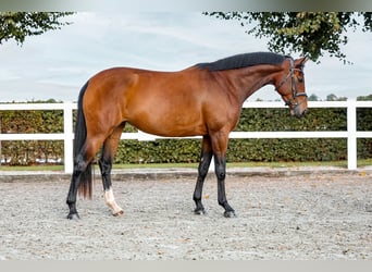 Zangersheider, Mare, 4 years, 15,2 hh, Brown