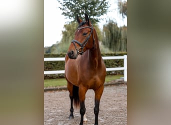 Zangersheider, Mare, 4 years, 15,2 hh, Brown