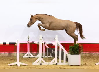 Zangersheider, Mare, 4 years, 15,2 hh, Chestnut-Red