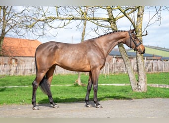 Zangersheider, Mare, 4 years, 15,3 hh