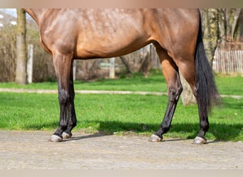 Zangersheider, Mare, 4 years, 15,3 hh