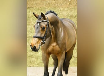 Zangersheider, Mare, 4 years, 16.1 hh, Bay-Dark
